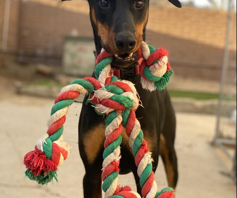Suri