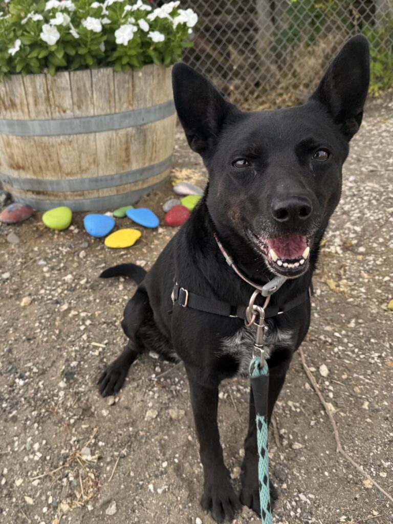 Zola