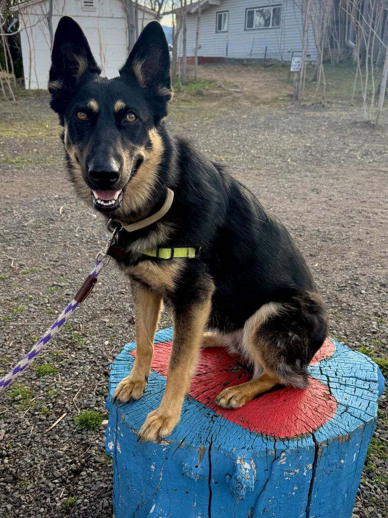 Zena