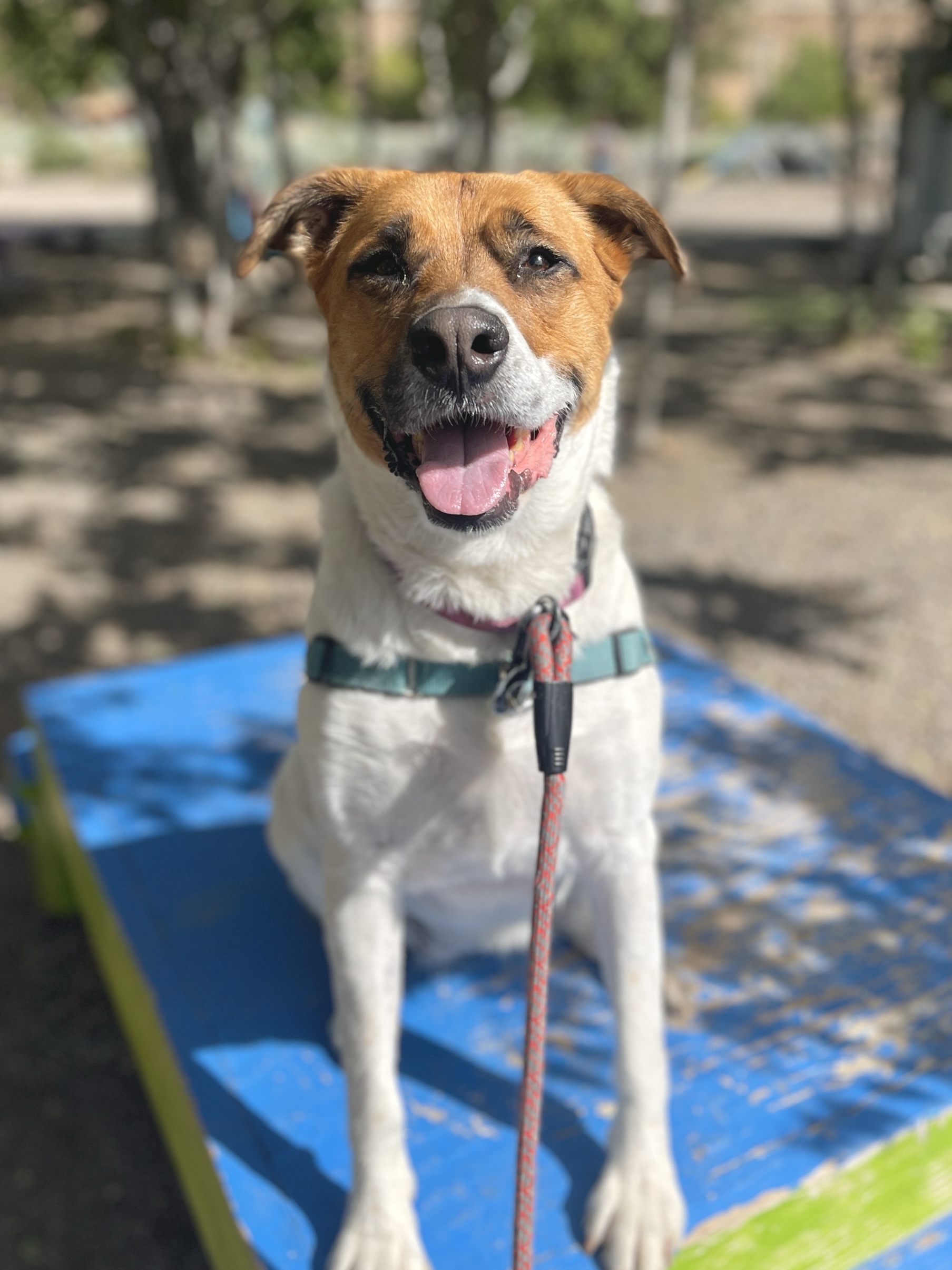 Mia