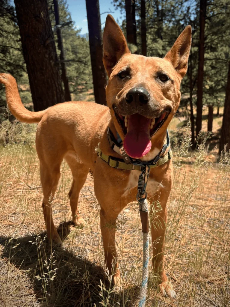 Archie
