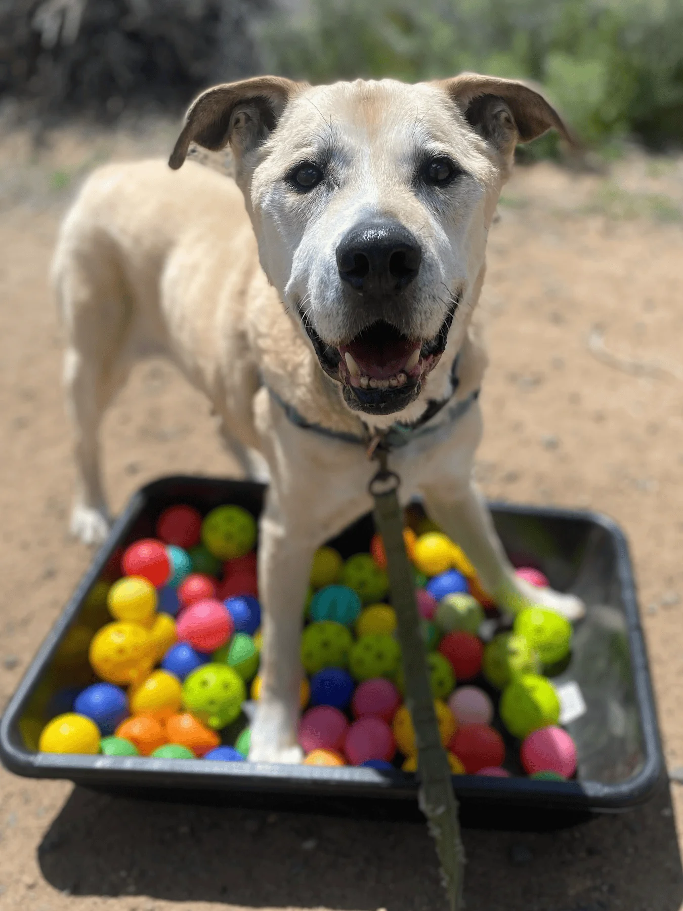 Monetary-Donation-Page-Baloo_IMG