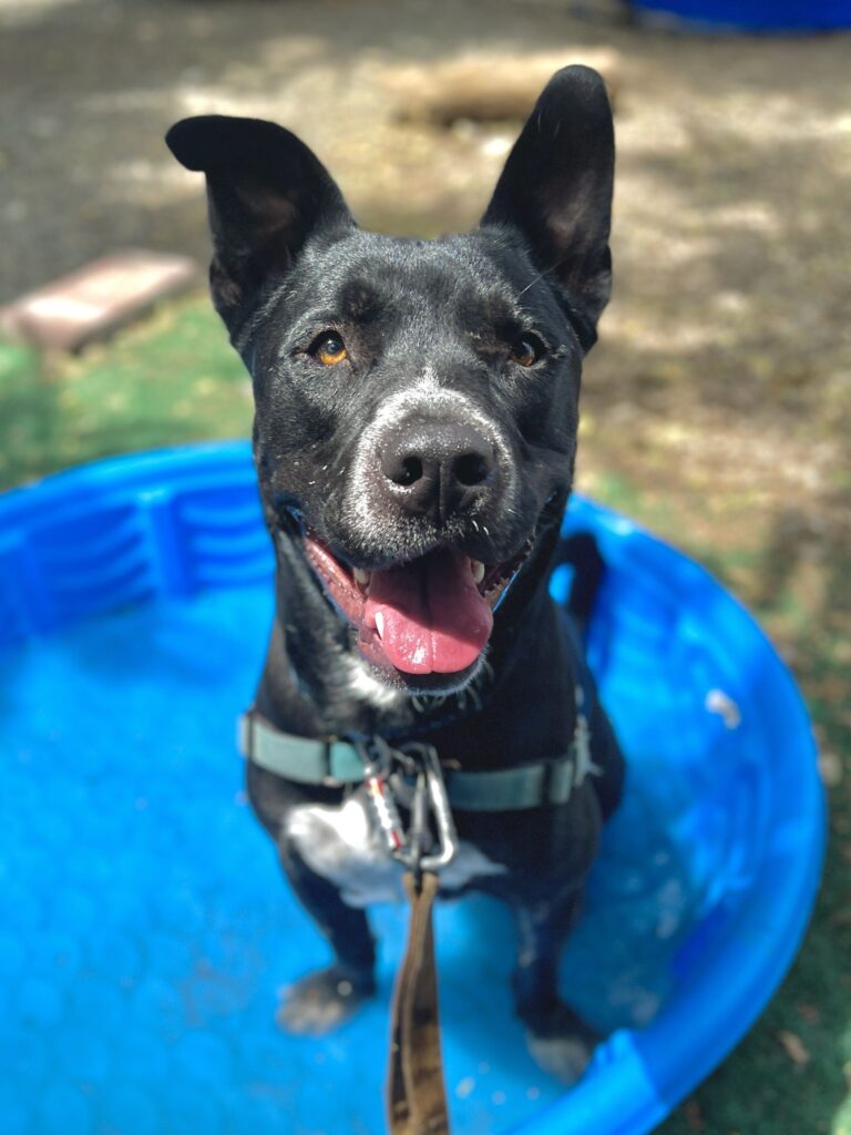 Knox